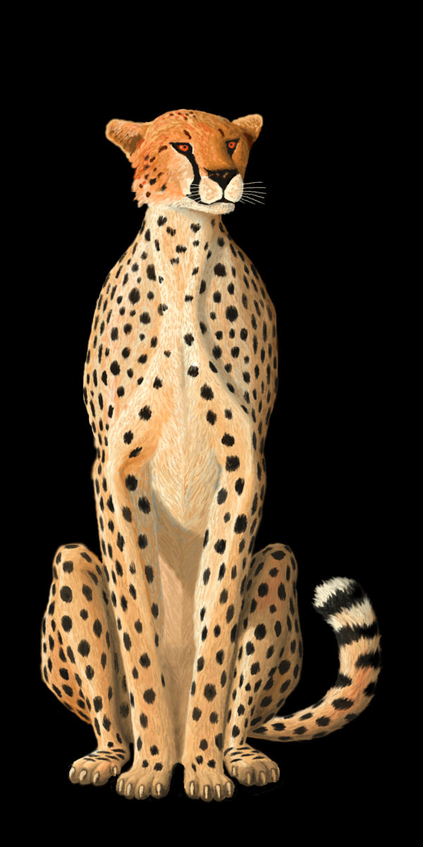 Digital cheetah